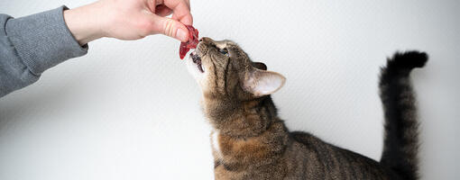 Can you give a cat raw fish best sale